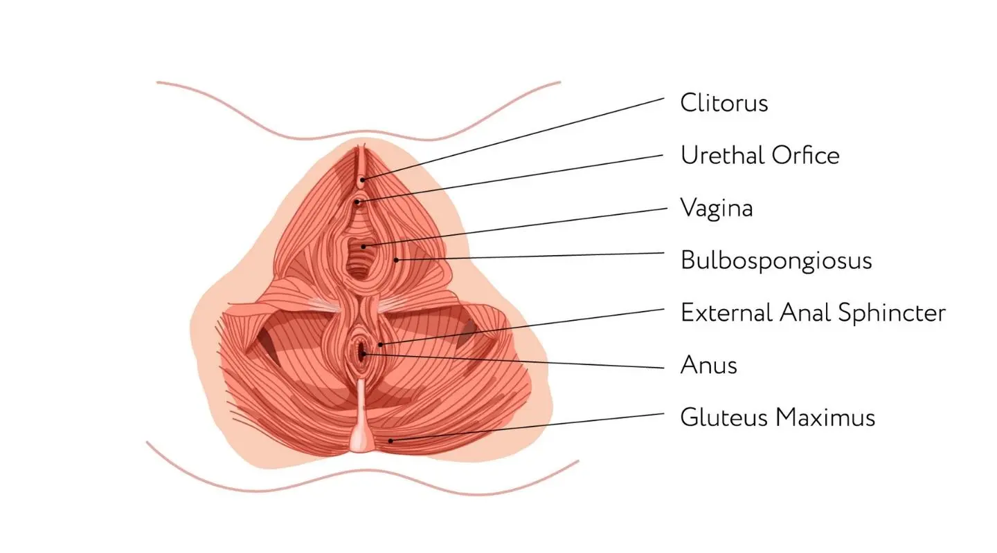 pelvic floor pregnancy