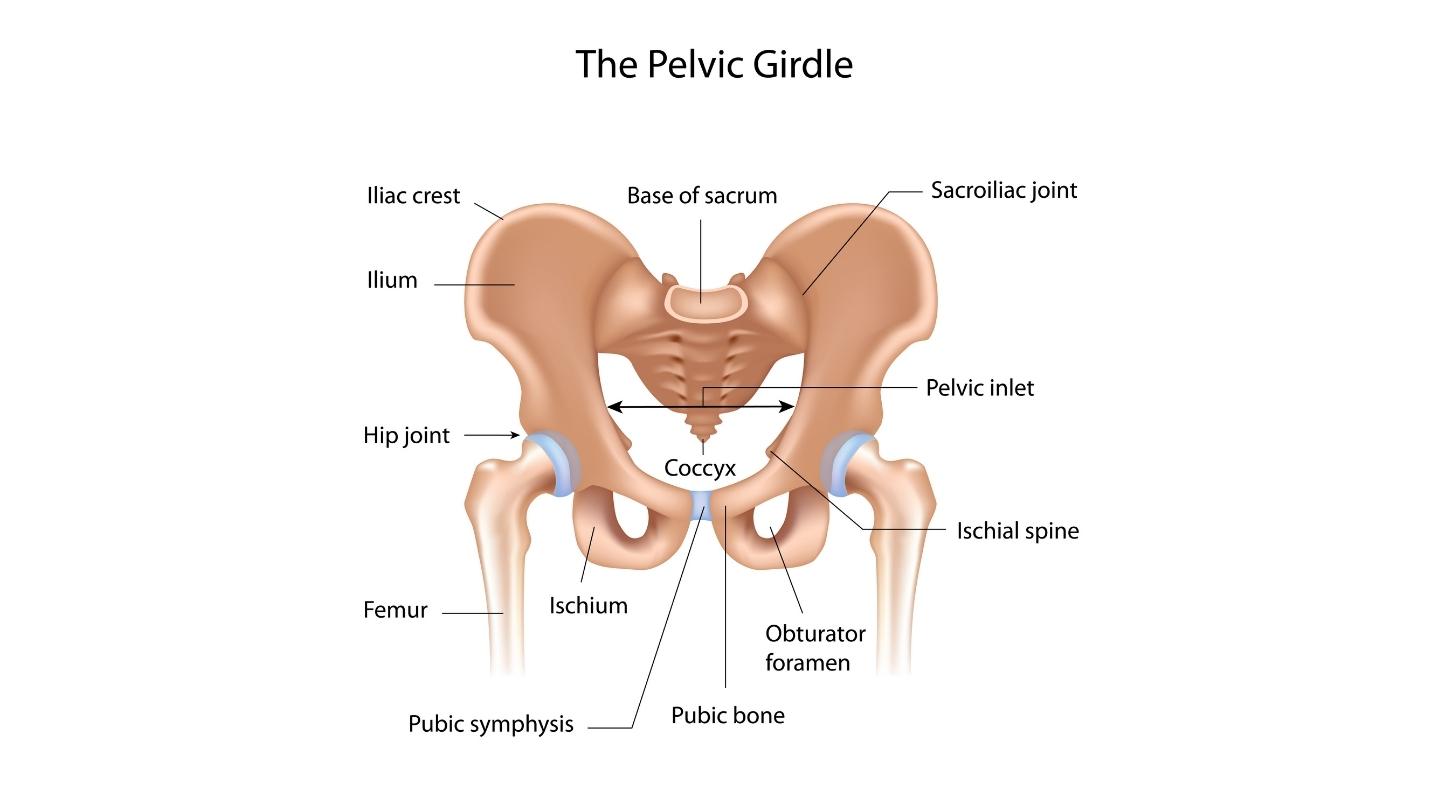 Ellenatal Physiotherapy - Pelvic girdle pain, pubic symphysis, PGP