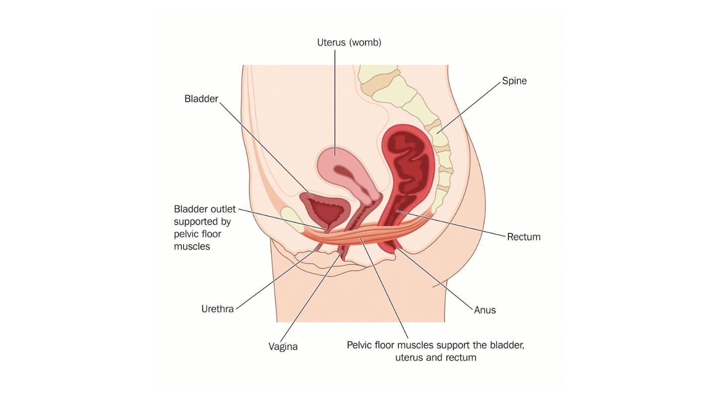 pilates pelvic floor