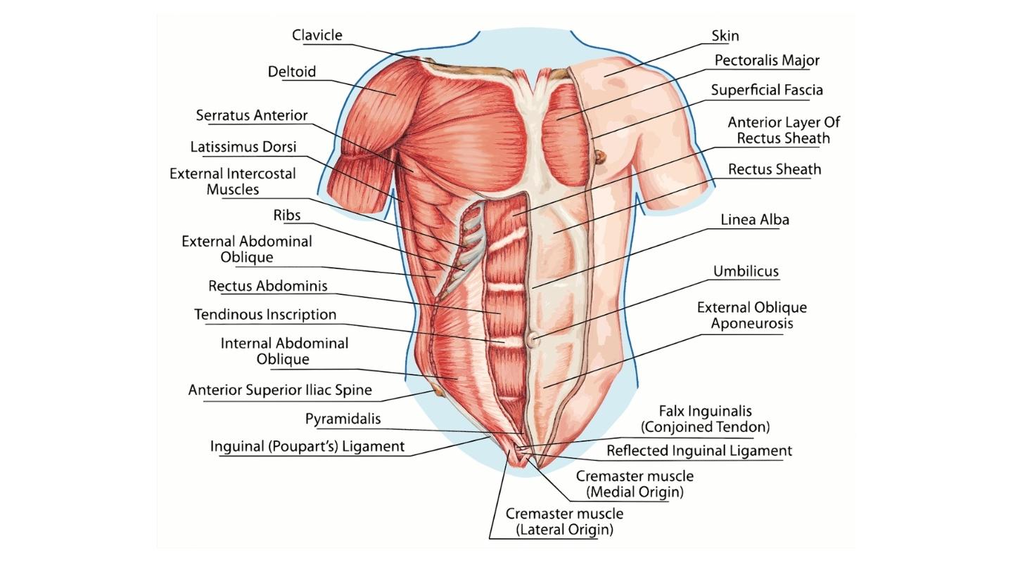 understanding the abdominal wall